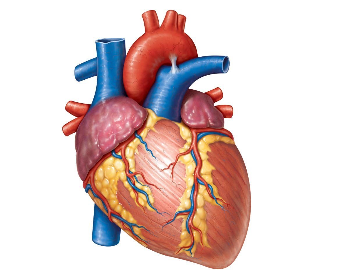 Human Heart - Circulatory System | OER Commons